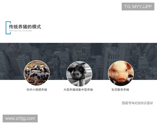 以养猪企业家为核心，探讨现代养殖业转型与创新发展之路